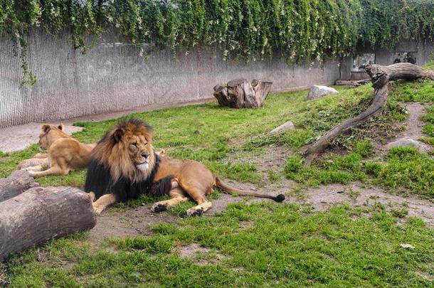 一副关于成熟的狮子动物采用动物的花园
