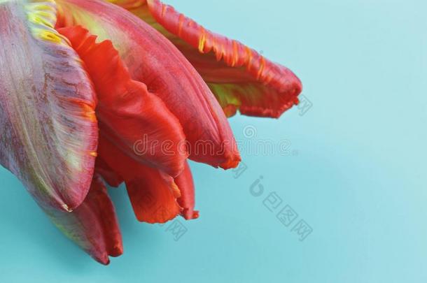 加强的红色的鹦鹉郁金香向蓝色背景