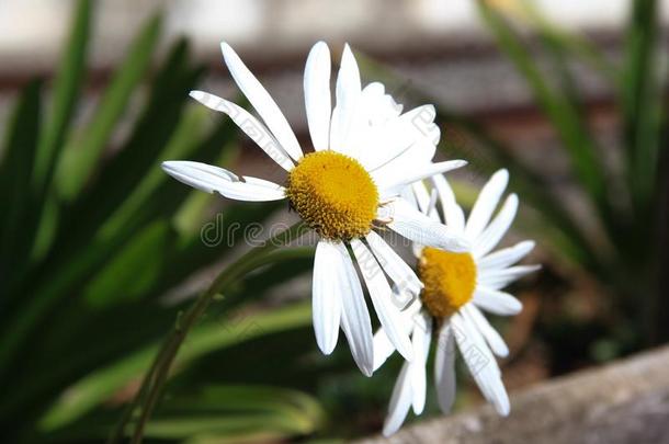雏菊花和白色的花瓣采用指已提到的人<strong>花园</strong>