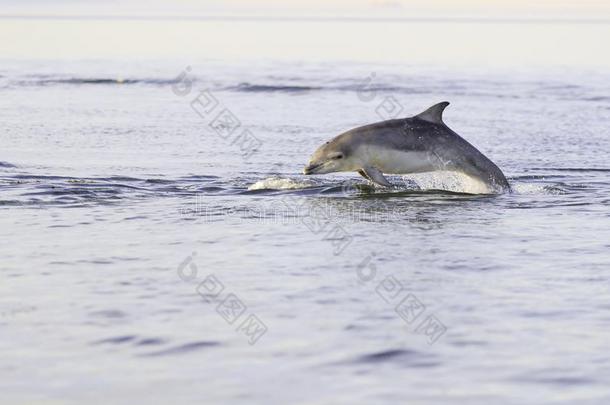 野生的宽吻海豚海豚宽吻海豚属坎