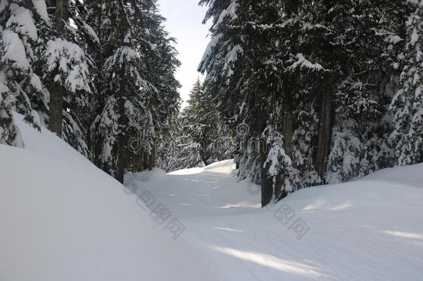 加拿大人的冬长的小路雪赞赏风景