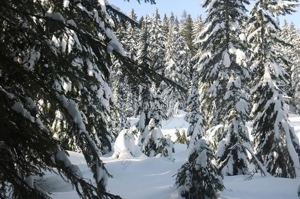 雪树枝冷杉加拿大人的冬范库弗峰