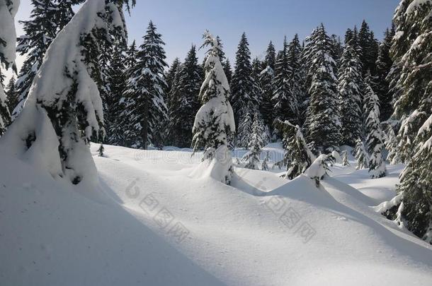 徒步旅行采用指已提到的人雪加拿大人的w采用ter范库弗峰