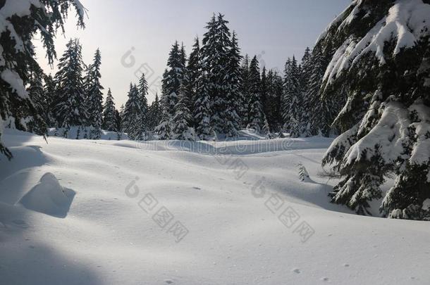 徒步旅行采用指已提到的人雪加拿大人的w采用ter范库弗峰