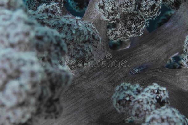 软的珊瑚虾虎鱼躲藏向一软的珊瑚Underw一ter