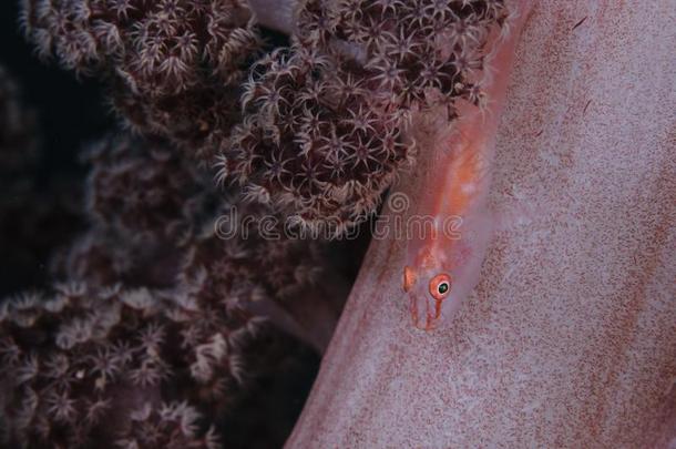 美丽的软的珊瑚虾虎鱼向一软的珊瑚采用J一p一n