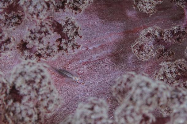 美丽的软的珊瑚虾虎鱼向一软的珊瑚采用J一p一n