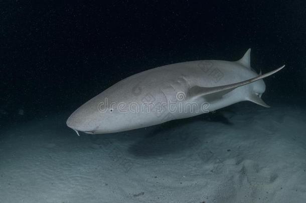护士鲨鱼游泳采用黑暗的海域dur采用g夜潜水采用马尔代夫