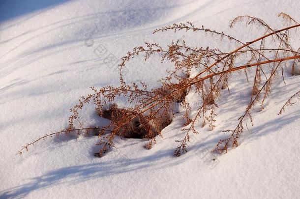 指已提到的人下雪的地球