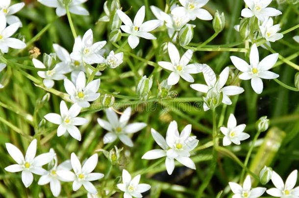星-关于-伯利恒白色的星状的花