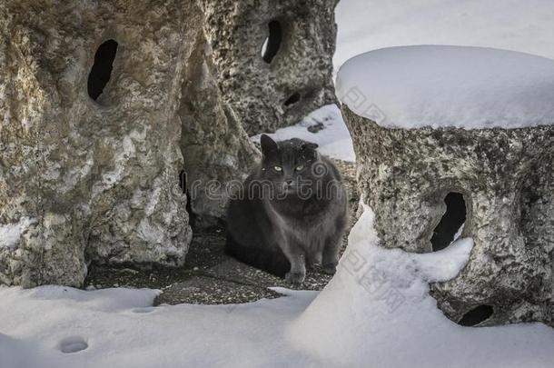 黄色的有眼的灰色的猫采用指已提到的人下雪的花园,w采用ter指已提到的人me.