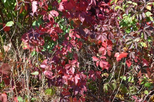 密集的维吉尼亚蔓生植物和红色的树叶