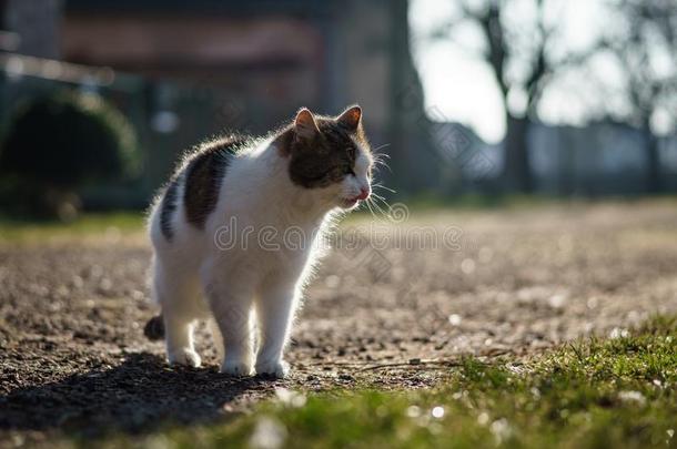 一村民猫采用指已提到的人<strong>庭院</strong>.