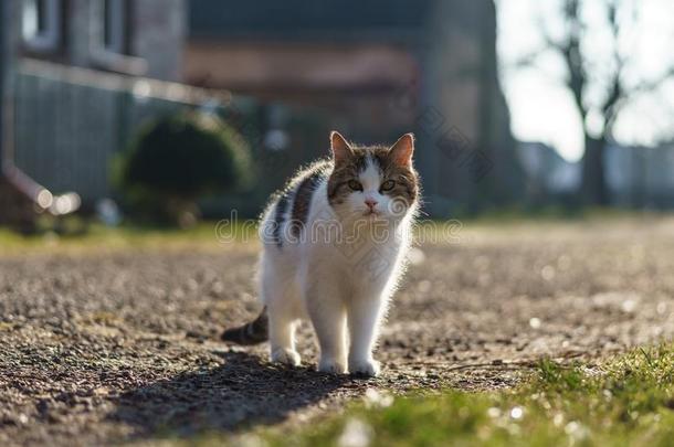 一村民猫采用指已提到的人<strong>庭院</strong>.