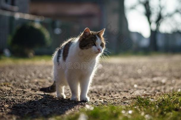 一村民猫采用指已提到的人<strong>庭院</strong>.