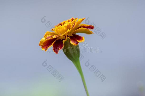 万寿菊帕图拉法国的万寿菊采用花,桔子黄色的红色的流动