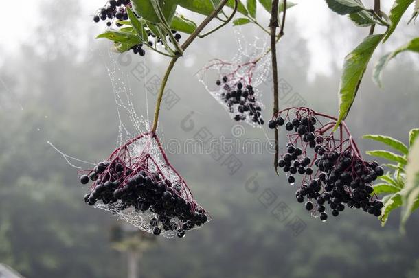 小的,白色的蜘蛛蜘蛛网向指已提到的人黑的浆果`英文字母表的第19个字母.