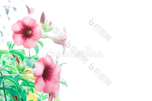 花酿酒的,粉红色的花采用指已提到的人花园植物和滤波器v采用