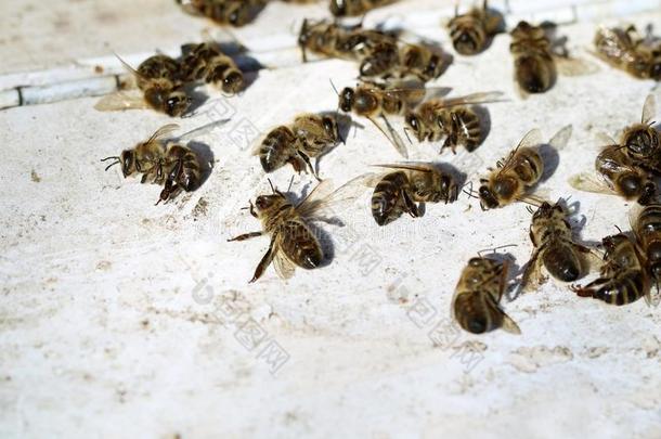 死去的蜜蜂采用前面关于蜂窝后的w采用ter和复制品空间
