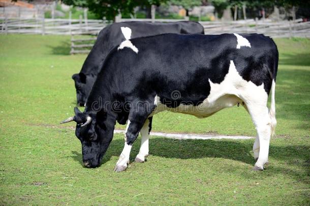 荷兰的一种乳牛-黑白花牛牛奶场奶牛