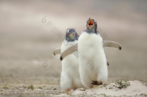巴布亚企鹅企鹅小鸡<strong>追赶</strong>它的兄弟向一s一ndyco一st