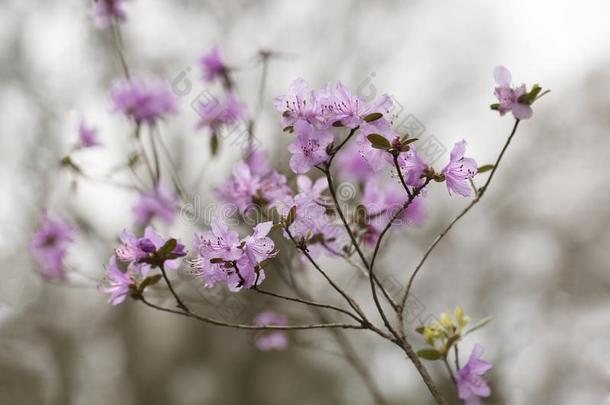 杜鹃花杜鹃花花采用美丽的光