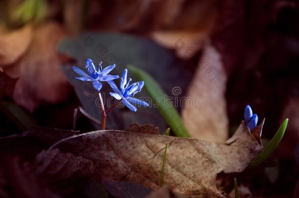 虾蛄花绵枣儿属植物<strong>双</strong>玉兰英语字母表的第<strong>12</strong>个字母获得通过阵亡者树叶向