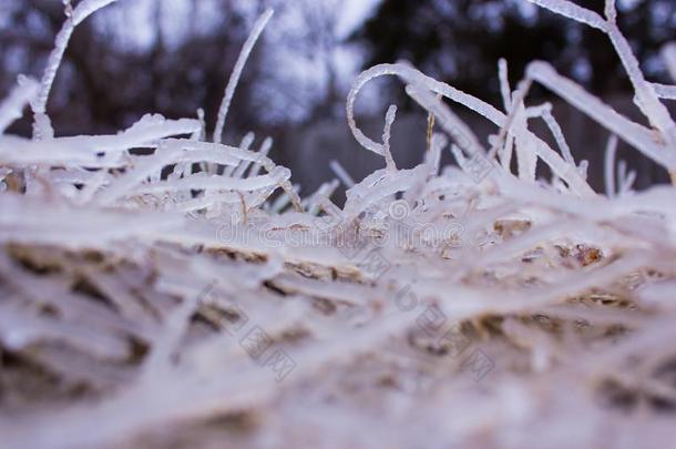 冷冻的草采用冰