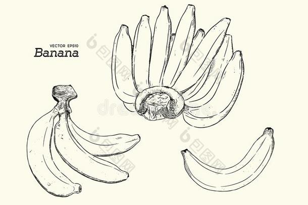 矢量放置关于线条-艺术<strong>香蕉</strong>.过分成熟的<strong>香蕉</strong>,单一的<strong>香蕉</strong>,