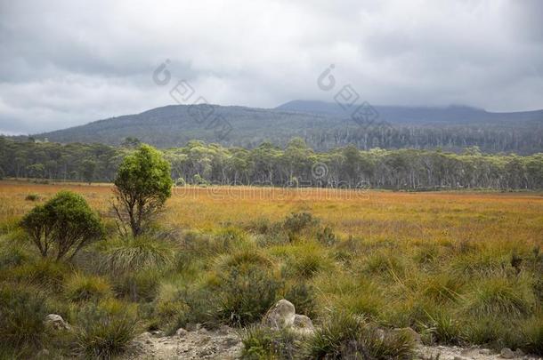 一田关于草风景采用塔斯马尼亚一ustralia