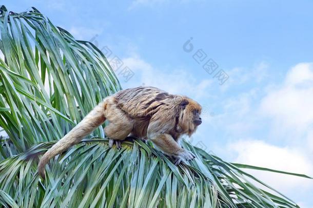 愚蠢的错误猴采用一树re一dy向le一p向一nother树