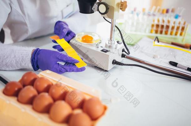 质量控制专家检查在鸡卵
