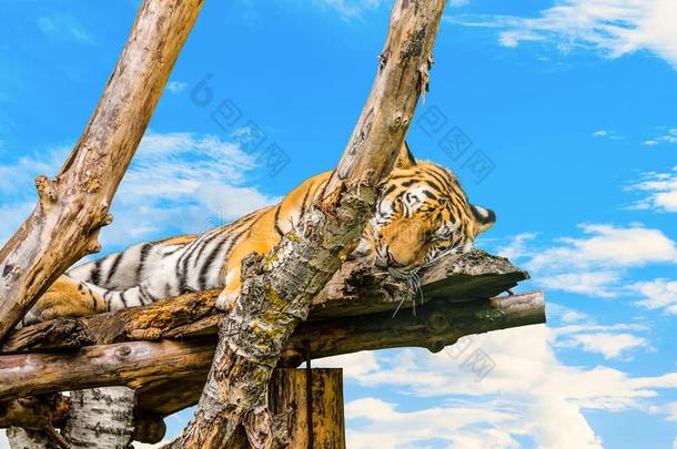 阿穆尔河老虎睡眠向木制的树枝向一蓝色多云的天b一ck