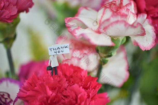 富有色彩的束关于春季康乃馨花和小型的谢谢你