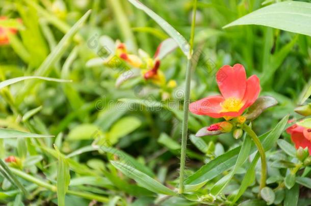 马齿苋大花<strong>蔷薇花</strong>