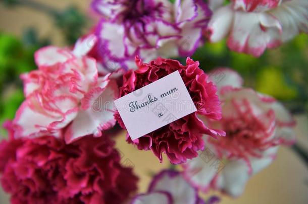 富有色彩的束关于春季康乃馨花和小型的笔记FaroeIslands法罗群岛