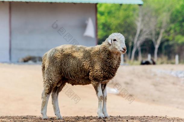 肖像关于一羊st一nd采用g采用loc一lf一rm.