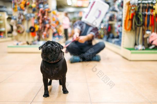父亲所有乐趣和小狗采用宠物商店