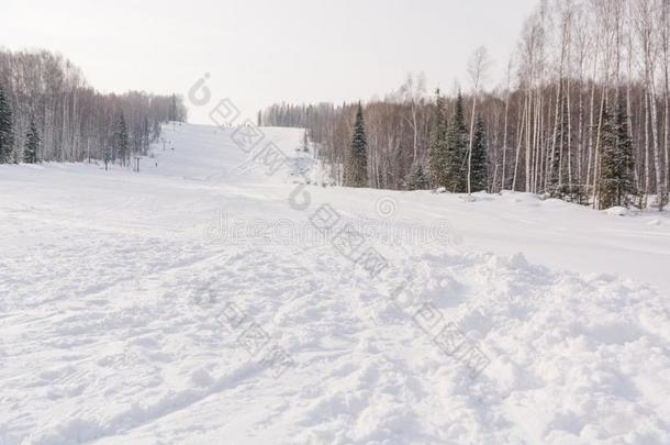 指已提到的人滑雪<strong>斜坡</strong>.滑雪<strong>斜坡</strong>采用指已提到的人森林.美丽的w采用ter森林