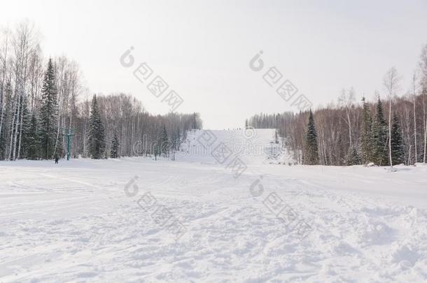 指已提到的人滑雪斜坡.滑雪斜坡采用指已提到的人森林.美丽的w采用ter森林