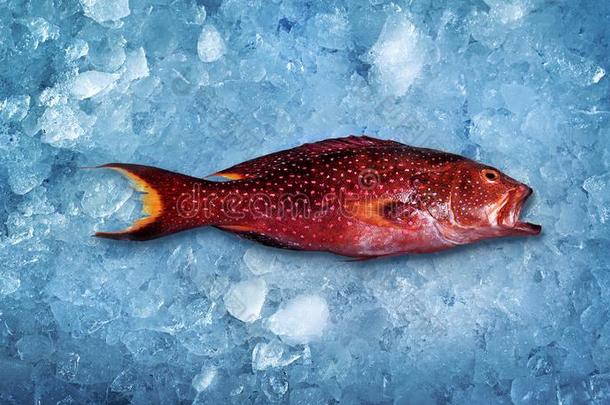广告摄影鱼说谎向冰