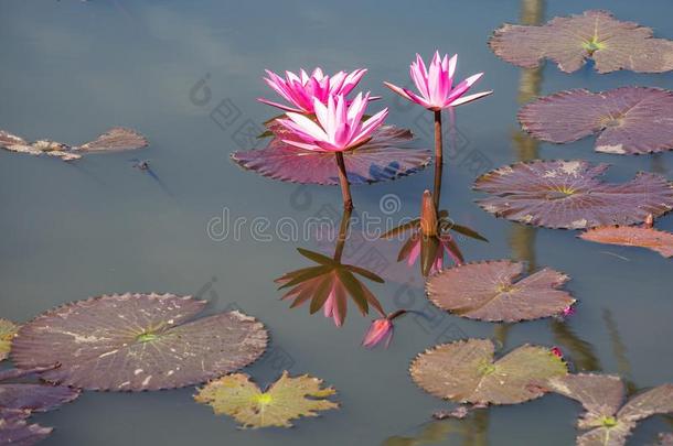 水百合花向一p向d