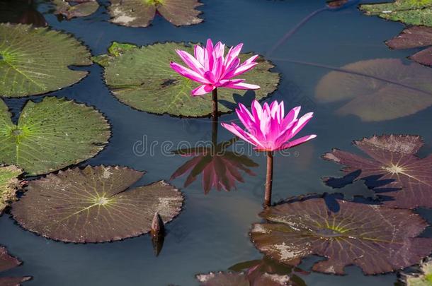 水百合花向一p向d