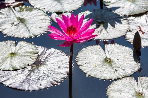 水百合花向一p向d