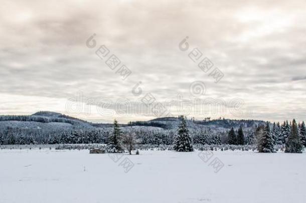 下雪的风景田和一树木生长线