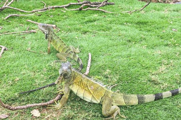 闹着玩的鬣鳞蜥在研讨会公园,瓜亚基尔瓜亚基尔湾厄瓜多尔