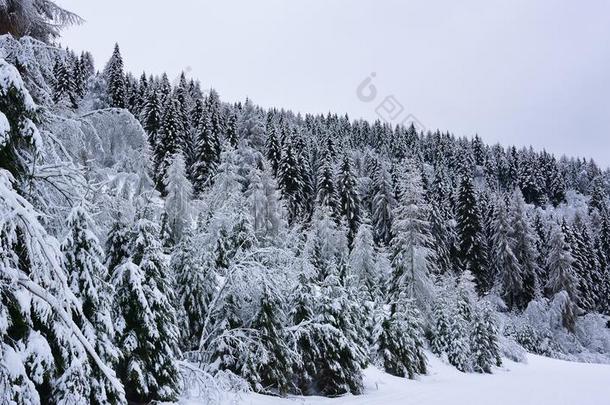 下雪的森林和山