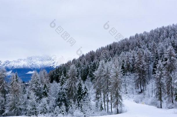 下雪的森林和山