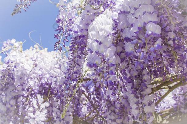 特写镜头关于紫色的柴藤花瓣花