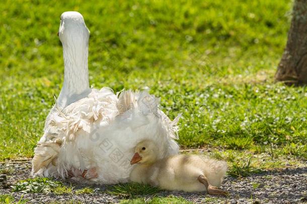 白色的鹅和小鹅--`羽毛枕头`